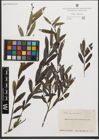 Foto von Salix purpurea L.